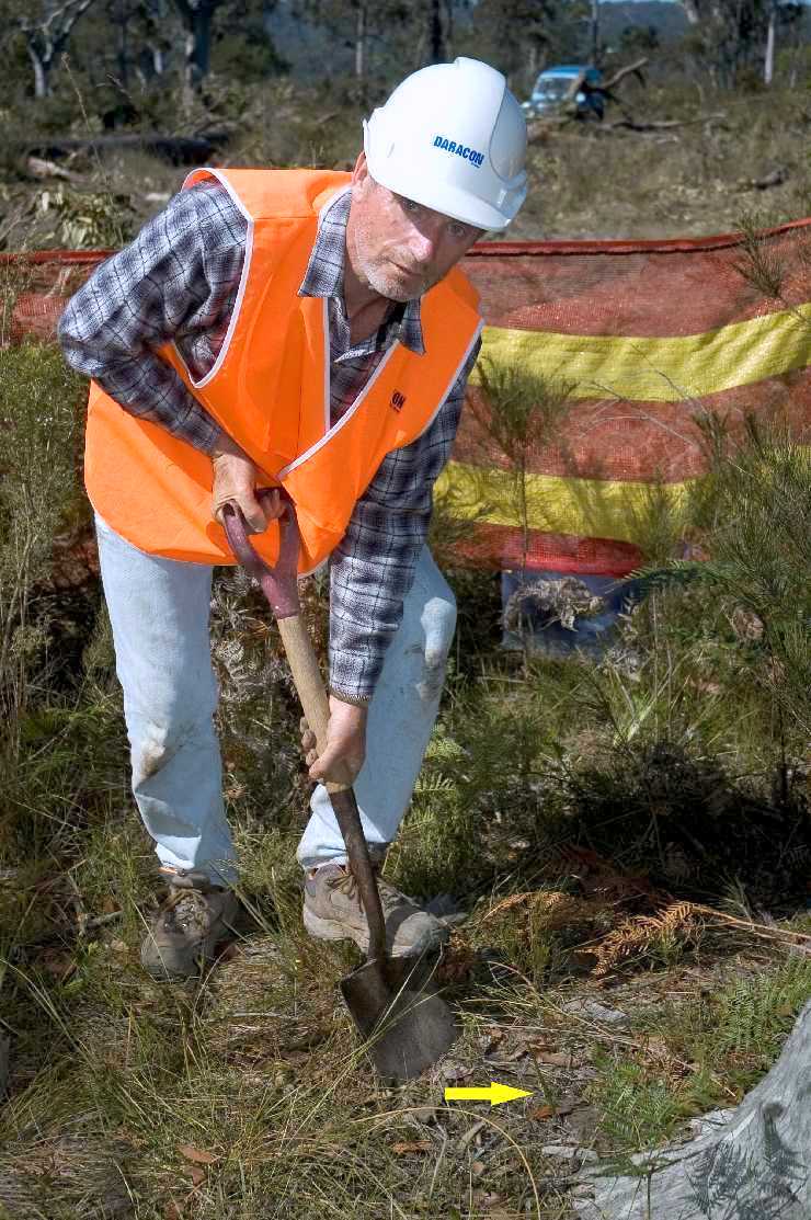 Alan dig single plant