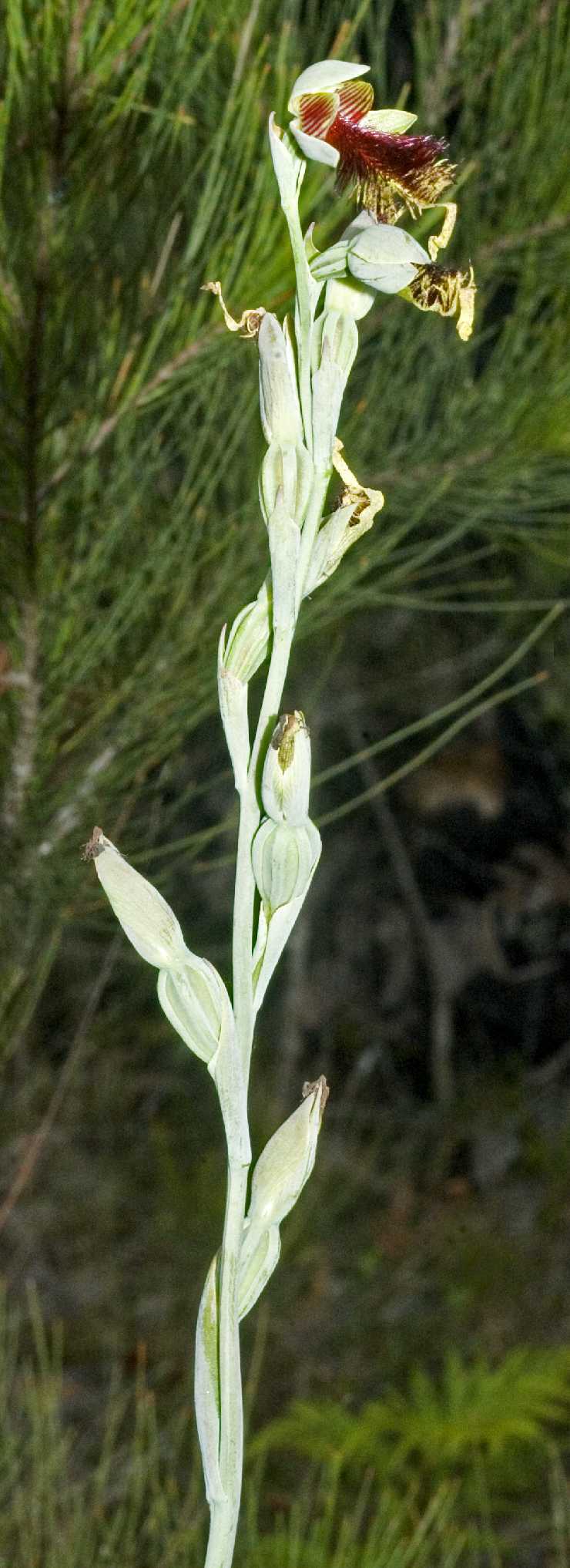 Calochilus pulchellus