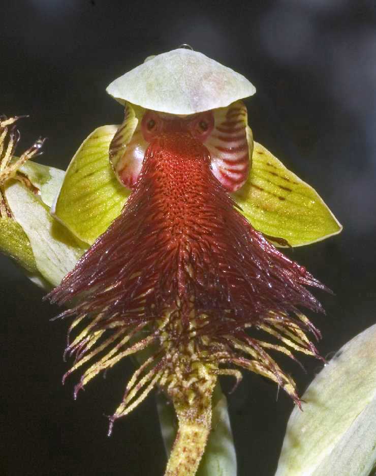 Calochilus pulchellus
