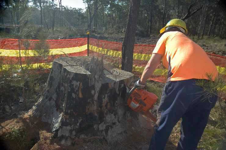 Cutting wedge with orchid from stump