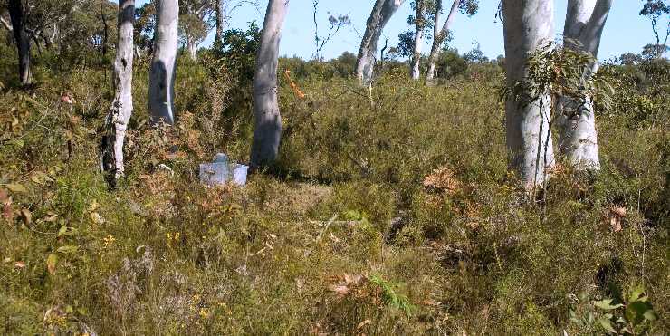 Calochilus pulchellus new translocated habitat