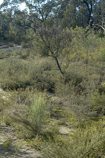 C superba site