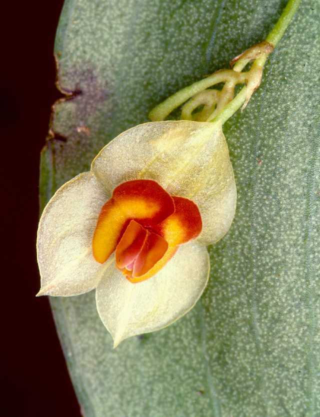 Lepathes ruthiana
