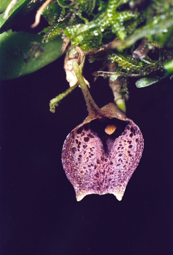 Masdevallia loui