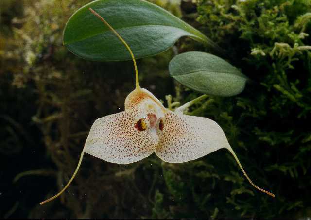 Masdevallia stigii