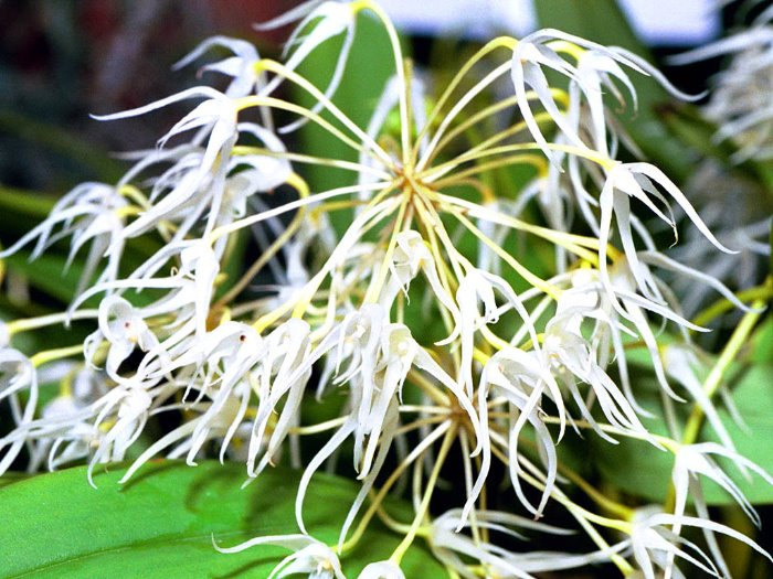 Bulbophyllum laxiflorum